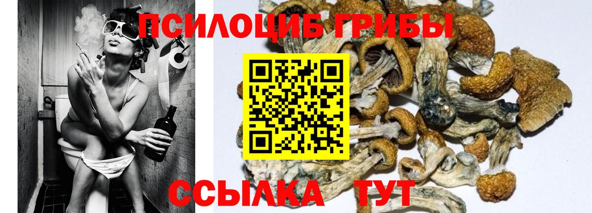 Псилоцибиновые грибы GOLDEN TEACHER  Вход с VPN  магазин    Александров 